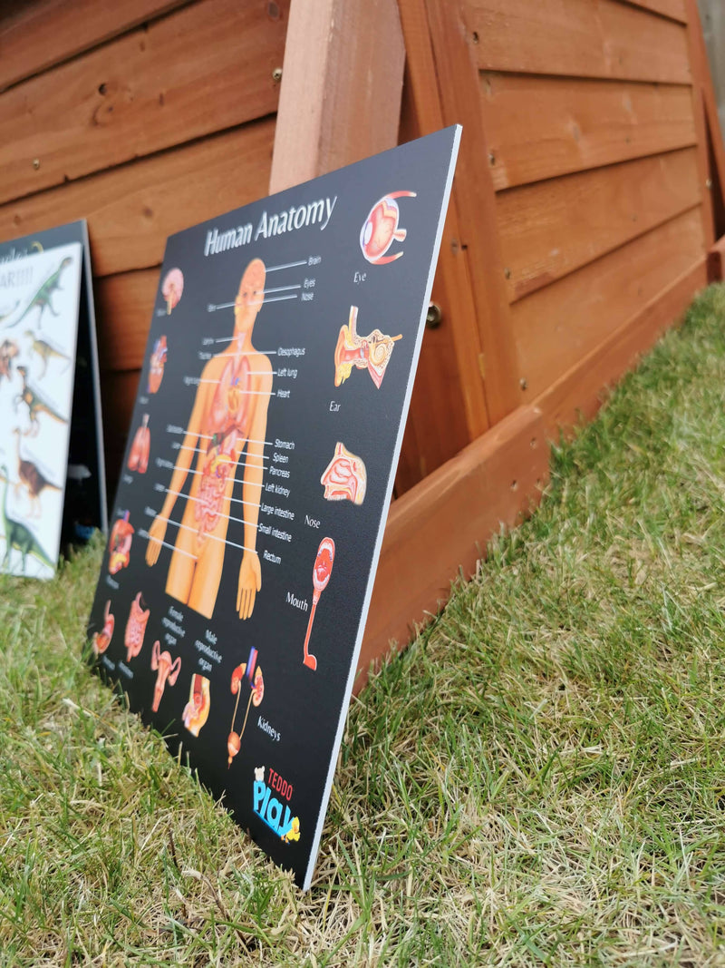 Human Anatomy and Human Skeletal System Portable Educational Poster Board (Large: 30x30cm) + Free Wooden Display Stand